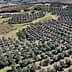 Aerial view of an olive grove featuring neatly arranged rows of olive trees on a hillside. - Olive Oil Times
