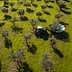 Aerial view of a tractor working in an olive grove with trees and shadows on the ground. - Olive Oil Times