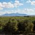Expansive olive grove with trees and mountains visible in the background under a cloudy sky. - Olive Oil Times