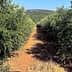 Pathway through an olive grove with trees on either side and a clear sky above. - Olive Oil Times