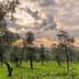 Olive trees in a grove under a cloudy sky during sunset with green grass. - Olive Oil Times