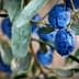 Close-up image of fresh blue olives hanging from a branch with green leaves. - Olive Oil Times