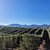 Olive trees arranged in rows with mountains visible in the background under a clear blue sky. - Olive Oil Times