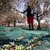 Person harvesting olives using a pole in an olive grove with nets on the ground. - Olive Oil Times