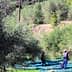 Two individuals harvesting olives in an orchard using nets and poles among olive trees. - Olive Oil Times