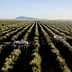 Aerial view of an olive grove with harvesting machinery operating between rows of olive trees. - Olive Oil Times