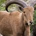 Barbary sheep standing in a natural setting with prominent curved horns. - Olive Oil Times