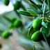 Close-up of a branch with unripe green olives and olive leaves. - Olive Oil Times