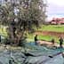Group of people harvesting olives from trees while collecting fallen olives on tarps. - Olive Oil Times