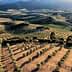 Aerial view of olive groves with rows of trees on sloped terrain under sunlight. - Olive Oil Times