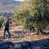 Two workers harvesting olives from trees in an orchard using long poles. - Olive Oil Times