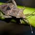 A brown stink bug resting on a green stem with a blurred background. - Olive Oil Times