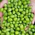 Two hands holding a collection of fresh green olives, showcasing their natural color and texture. - Olive Oil Times