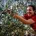 Woman in a red shirt smiling while harvesting olives from an olive tree. - Olive Oil Times