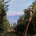 Individual using a ladder to harvest olives from a tree in an olive grove. - Olive Oil Times
