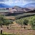 Olive trees in a landscape with rolling hills and cultivated fields under a cloudy sky. - Olive Oil Times