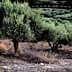 Several olive trees growing in a field with green foliage and a dry ground. - Olive Oil Times