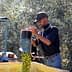 A man pouring freshly harvested olives into a container during the olive harvesting process. - Olive Oil Times