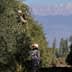 Two individuals harvesting olives from trees in an orchard with mountains in the background. - Olive Oil Times