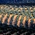 Aerial view of a large olive tree plantation with rows of trees in a patterned layout. - Olive Oil Times
