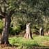 Several olive trees with thick trunks and green leaves in a field setting. - Olive Oil Times