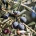 Close-up of an olive branch featuring ripe black and green olives among green leaves. - Olive Oil Times