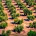 Aerial view of a cultivated olive grove with rows of olive trees in a field. - Olive Oil Times
