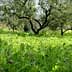 A grove of olive trees surrounded by a field of green grass and wildflowers. - Olive Oil Times