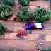 Aerial view of a truck parked in an olive grove with harvesting crates on the ground. - Olive Oil Times