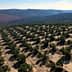 Aerial view of a large olive grove with neatly arranged trees and rows in a hilly terrain. - Olive Oil Times