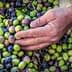 A hand reaching towards a pile of green and black olives on a surface. - Olive Oil Times