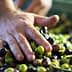A hand sorting through a mixture of green and black olives in a collection. - Olive Oil Times