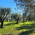 A landscape featuring several mature olive trees in a green field under a clear blue sky. - Olive Oil Times