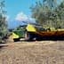 Olive harvesting machine with a yellow and green cover parked in an olive grove. - Olive Oil Times