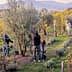 People harvesting olives from trees in an orchard during daylight hours. - Olive Oil Times
