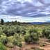 A view of a lush olive grove with numerous olive trees under a cloudy sky. - Olive Oil Times