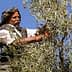 A man wearing traditional clothing harvesting olives from a tree using pruning shears. - Olive Oil Times