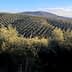 Expansive olive tree fields on rolling hills under a clear sky. - Olive Oil Times