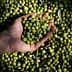 A hand holding a handful of green olives above a larger pile of olives on the ground. - Olive Oil Times