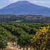 Citrus orchard with rows of trees and a mountain in the background under a clear sky. - Olive Oil Times