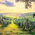 Olive trees in a landscape with rolling hills and a sunset sky in the background. - Olive Oil Times