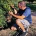 A man crouching beside an olive tree, inspecting the olives on the branches. - Olive Oil Times