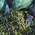 Des mains portant des gants tenant un mélange d'olives vertes et noires sur un tas d'olives récoltées. - Olive Oil Times