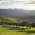 Olivos dispuestos en hileras en una ladera con césped verde y montañas distantes. - Olive Oil Times