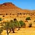 Olive trees scattered across a dry, arid landscape with a distant hill in the background. - Olive Oil Times