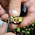 Gros plan de mains tenant un fruit d'olive coupé avec un couteau, révélant sa structure interne. - Olive Oil Times