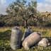Quatre grands sacs remplis d'olives récoltées posés sur le sol près d'un olivier. Olive Oil Times