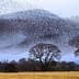 Un grande stormo di storni forma un motivo di mormorio nel cielo sopra un albero. - Olive Oil Times