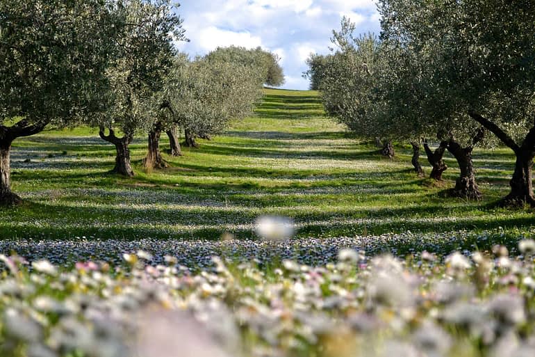 Zmagovalna pokrajina oljčnega olja: Extrascape je tudi fotografski natečaj