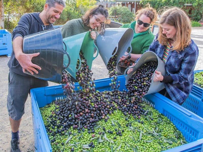 Four individuals pouring olives from containers into a large blue bin filled with green and black olives. - Olive Oil Times